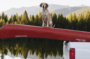 Η Μάντι, σκυλί με 1 εκατ. ακόλουθους στο Instagram, πέθανε στα 14 της - Έζησε μοναδική ζωή και έγινε σύμβολο για χιλιάδες ανθρώπους.