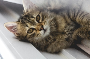 Η γάτα που γύρισε σπίτι μετά από 13 χρόνια 