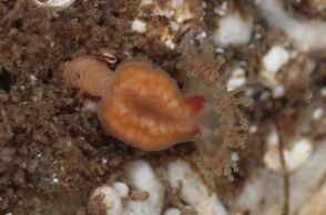 Μέδουσα Depastrum cyathiforme που είχε να εμφανιστεί από το 1976 βρέθηκε ζωντανή σε βράχια της Σκωτίας - Ελπίδες για σταθερό πληθυσμό.