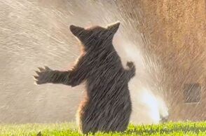 Αρκουδάκι δροσίζεται σε ποτιστικά στην Καλιφόρνια και συγκινεί - Η μητέρα του εμφανίστηκε λίγο μετά - Το περιστατικό καταγράφηκε σε βίντεο.