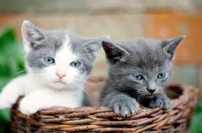 Έρευνα του BBC αποκαλύπτει παγκόσμιο κύκλωμα που βασανίζει, σκοτώνει και εμπορεύεται βίντεο με γάτες - Συμμετοχές και από παιδιά