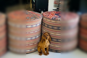 Φέτος απέκτησα σκύλο, τη Μαμζέλ