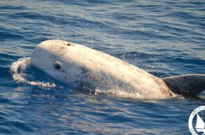 Το Ινστιτούτο Αρχιπέλαγος κατέγραψε σταχτοδέλφινο στην τάφρο της Ικαρίας - Το σπάνιο αυτό είδος απειλείται από την υπεραλίευση και τη ρύπανση.
