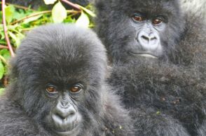 Έρευνα: Θηλυκοί γορίλες στη Ρουάντα αναζητούν παλιές φίλες όταν αλλάζουν ομάδα, δείχνοντας πόσο βαθιές είναι οι κοινωνικές τους σχέσεις.