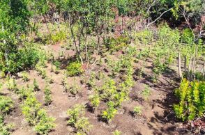 Μεγαλέμπορος ναρκωτικών καλλιεργούσε χασισόδενδρα σε Αιτωλοακαρνία και Λακωνία και διακινούσε το προϊόν σε κοσμοπολίτικο νησί του Αιγαίου - 1,3 εκατ. τα κέρδη