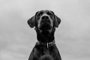 Συνελήφθη άνδρας που κατηγορείται για θανάσιμο τραυματισμό σκύλου με καραμπίνα σε οικισμό της Ξάνθης - Κατασχέθηκαν όπλο και φυσίγγια