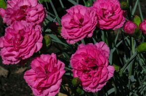 Εορτολόγιο: Σήμερα 14 Αυγούστου 2025 γιορτάζει…