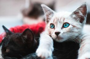 Οι γάτες εμφανίζουν άνοια όπως οι άνθρωποι – και ίσως κρύβουν το μυστικό για την αντιμετώπισή της