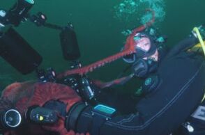 Γιγάντιο χταπόδι στον Καναδά άρπαξε κάμερα από δύτες και κατέγραψε εντυπωσιακά πλάνα, πριν επιστρέψει «χαμογελαστό» το θήραμά του