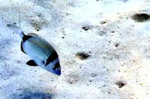 Κολύμπι στα ρηχά νερά