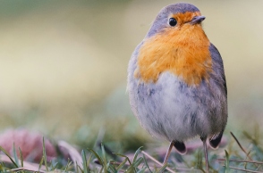 Γιατί τα πουλιά κάνουν υπερωρίες στο κελαήδημα 