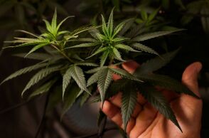 Νέα έρευνα του King's College αποκαλύπτει ότι όσοι καπνίζουν κάνναβη για λόγους υγείας είναι πιο επιρρεπείς σε ψυχωτικά συμπτώματα από τους ψυχαγωγικούς χρήστες