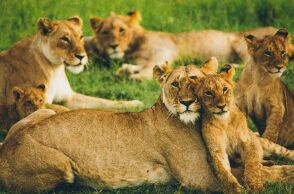 Προβληματίζει η αύξηση του πληθυσμού των λιονταριών στην Ινδία 