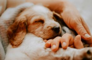 Χαλκιδική: Άγνωστος σκότωσε ένα σκυλάκι με αεροβόλο στην Αρναία - Η αστυνομία ξεκίνησε έρευνα μετά την καταγγελία του ιδιοκτήτη.