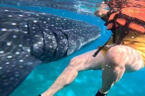 Πώς είναι να κολυμπάς δίπλα σε έναν φαλαινοκαρχαρία