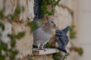 Ρώμη: Απαγόρευση του δημάρχου σε γυναίκα να ταΐζει περιστέρια, μετά από διαμαρτυρίες γειτόνων για «κόλαση» λόγω υγειονομικού κινδύνου και αβάσταχτης δυσοσμίας