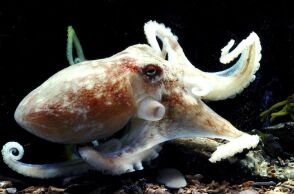 Μελέτη δείχνει ότι τα χταπόδια προτιμούν διαφορετικά πλοκάμια για ξεχωριστές εργασίες, αποκαλύπτοντας εντυπωσιακή ευελιξία και συντονισμό.