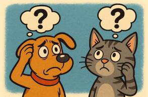 Γάτες και σκύλοι: Τι θυμούνται; Πώς το θυμούνται; Και γιατί;