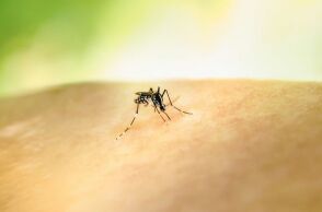 Αυξάνονται τα κρούσματα ιού του Δυτικού Νείλου στη Δυτική Ελλάδα - Τρεις ασθενείς νοσηλεύονται στο Ρίο