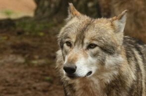 Επίθεση λύκου σε 5χρονη: «Άνοιξε τα σαγόνια του για να την αρπάξει από τη μέση» -  Η σοκαριστική περιγραφή της μητέρας 