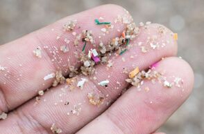 Έρευνα αποκάλυψε ότι χιλιάδες μικροσκοπικά σωματίδια πλαστικού μπορούν να εισέλθουν στις ρίζες των λαχανικών και να φτάσουν στα βρώσιμα μέρη τους.