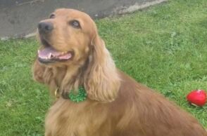 Ο σκύλος υποστήριξης Μπέιλι απελευθερώθηκε από φυλακή της Βόρειας Ιρλανδίας μετά από εκστρατεία διαμαρτυρίας και παρέμβαση πολιτικών.