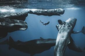 Ocean Photographer of the Year 2025: Ο Γιούρι Ιβάνοφ κέρδισε το βραβείο - Περισσότερες από 15.000 εικόνες υποβλήθηκαν από φωτογράφους σε όλο τον κόσμο