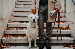 Ιταλία: Η επαρχία Μπολζάνο προτείνει φόρο για σκύλους-τουρίστες και κατοικίδια ντόπιων - Θύελλα αντιδράσεων από ζωοφιλικές οργανώσεις