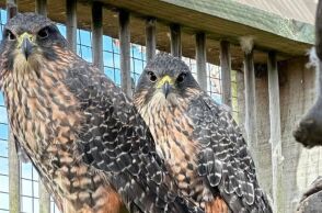 Απειλούμενο γεράκι κάρεαρεα κερδίζει τον τίτλο του Πουλιού της Χρονιάς της Νέας Ζηλανδίας για το 2025 - Έχουν απομείνει περίπου 5.000 με 8.000