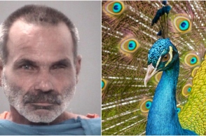 Άνδρας στη Φλόριντα σκότωσε και έφαγε τα παγώνια του