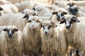 Κρήτη: Παράταση των προληπτικών μέτρων για την ευλογιά των προβάτων αποφάσισε η Περιφέρεια