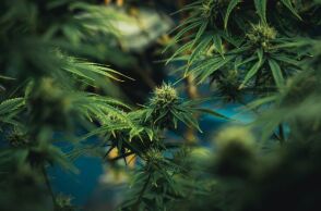 Συντονισμένη επιχείρηση της ΕΛ.ΑΣ. στο Ρέθυμνο οδήγησε στον εντοπισμό φυτείας κάνναβης στον Δήμο Αμαρίου - Εκριζώθηκαν 80 δενδρύλλια έως 2,5μ.