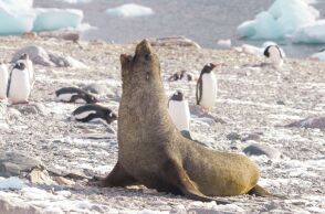 Απειλούμενα είδη: Στην «Κόκκινη Λίστα» οι φώκιες της Αρκτικής