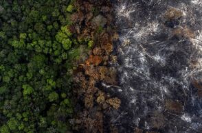 Η υγεία των δασών παγκοσμίως επιδεινώνεται - Έκθεση προειδοποιεί πως η οικονομία ενισχύει τη δασική καταστροφή, απειλώντας το μέλλον της ανθρωπότητας.