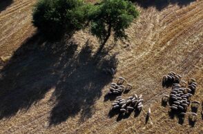 Υπουργείο Αγροτικής Ανάπτυξης: Εγκρίνει 10 εκατ. ευρώ για αποζημιώσεις ευλογιάς προβάτων και στήριξη Περιφερειών, στο πλαίσιο της δεύτερης φάσης ενισχύσεων.