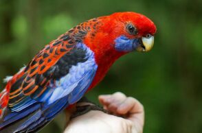 Ο Νάιτζελ, Βρετανός παπαγάλος, επέστρεψε μετά από 4 χρόνια, μιλώντας Ισπανικά - Βρέθηκε μέσω μικροτσίπ, αλλά αποκαλύφθηκε πως είχε υιοθετηθεί