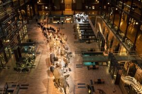 Γυναίκα συνελήφθη για την κλοπή ράβδων χρυσού αξίας 1,5 εκατ. ευρώ από το Μουσείο Φυσικής Ιστορίας στο Παρίσι - Οι δράστες φέρονται να ήταν πληροφορημένοι. 