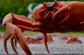 Βίντεο: Δεκάδες εκατομμύρια κόκκινα καβούρια ξεκινούν την ετήσια μετανάστευσή τους στην Νήσο των Χριστουγέννων για να γεννήσουν και να αναπαραχθούν.