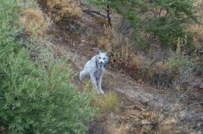 Ένας σπάνιος λευκός Ιβηρικός λύγκας φωτογραφήθηκε για πρώτη φορά στα βουνά της νότιας Ισπανίας, προκαλώντας δέος στους χρήστες των μέσων κοινωνικής δικτύωσης. 