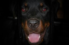 Ροτβάιλερ - σκύλος