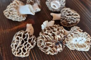 Λάλος: Ο άρχοντας των μανιταριών βρίσκεται στο ορεινό Σιδηρόνερο της Δράμας