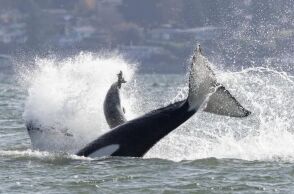 Φώκια καταφεύγει στην πρύμνη σκάφους για να ξεφύγει από όρκες κοντά στο Σιάτλ - Φωτογράφος κατέγραψε σε βίντεο την εντυπωσιακή διάσωσή της