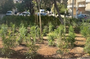 Ο Άλιμος πρασινίζει με 530 νέα φυτά στον πεζόδρομο Αγίου Δημητρίου