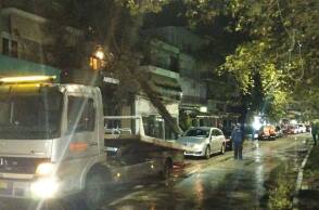 Πτώση δέντρου στη Θεσπρωτία