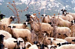 ΕΕΕΔΕΕ: Πάνω από 423.000 ζώα έχουν θανατωθεί από τον Αύγουστο του 2024 λόγω της ευλογιάς προβάτων στην Ελλάδα - Έχουν καταγραφεί 1.754 κρούσματα σε εκτροφές