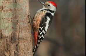 athensvoice_-_2025-11-28t201237_065