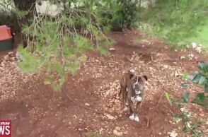 Ζάκυνθος: Μέσα σε 30″ το πίτμπουλ κατασπάραξε τον 2χρονο - Γιατί έγινε επιθετικός ο σκύλος