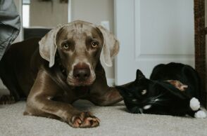 Πώς να κρατήσετε τις γάτες και τους σκύλους σας υγιείς και χαρούμενους