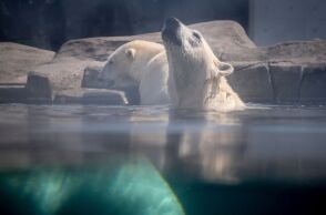 Νέα έρευνα εντοπίζει αλλαγές σε γονίδια πολικών αρκούδων της Γροιλανδίας - Το είδος ίσως αναπτύσσει μηχανισμούς επιβίωσης απέναντι στην κλιματική κρίση.