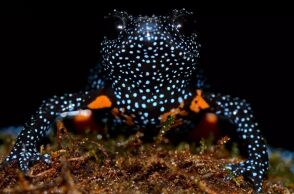 Σπάνιοι βάτραχοι - γαλαξίες στην Ινδία εξαφανίστηκαν μετά την καταστροφή του βιότοπού τους από φωτογράφους που κυνηγούσαν την «τέλεια» λήψη.